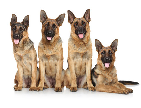 sheps